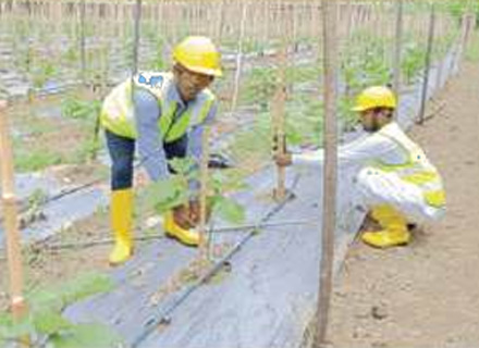 Agriculture